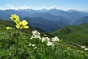 24 Estese fioriture di anemone narcissino, pulasatilla alpina sulfurea.